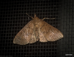 Syllepte phricosticha