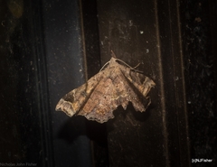 Esthlodora variabilis