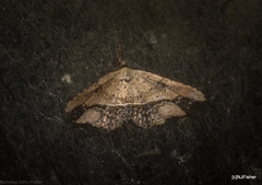 Philogethes metableta