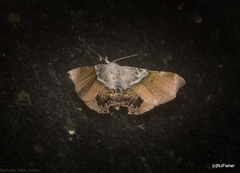 Esthlodora versicolor