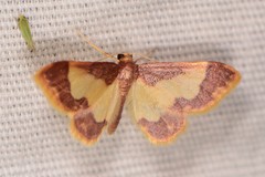 Idaea basinta