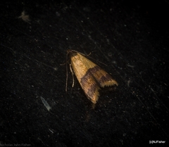 Hapaloteucha polemistis