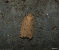 Garrha atripunctatella