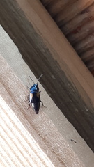 Tachinus subterraneus