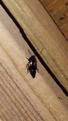 Tachinus subterraneus