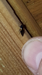 Tachinus subterraneus