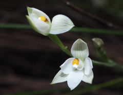 Thelymitra nemoralis