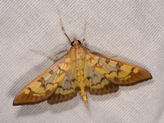 Nomophilini