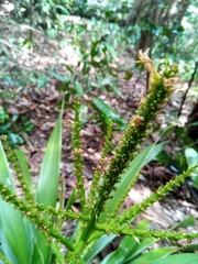 Dracaena xiphophylla image