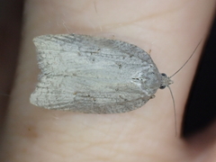 Acleris logiana