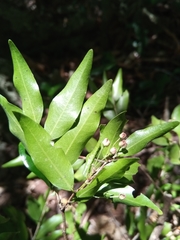 Ochnaceae