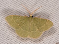 Chlorochlamys phyllinaria