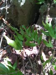 Ochnaceae