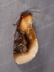Chrysoecia scira