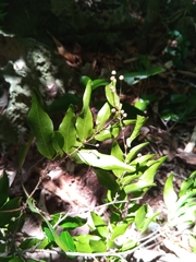 Ochnaceae