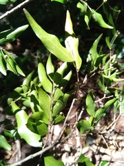 Ochnaceae