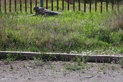 Glandularia aristigera