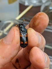 Nicrophorus nepalensis