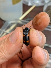 Nicrophorus nepalensis