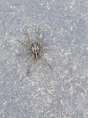 Artoriopsis