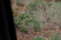 Pelargonium ranunculophyllum