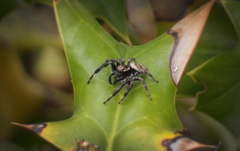 Carrhotus xanthogramma
