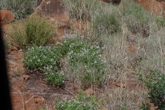 Pelargonium ranunculophyllum