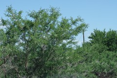 Vachellia karroo