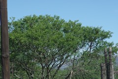 Vachellia karroo