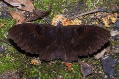 Erebus caprimulgus