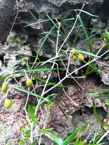 Noronhia linearifolia image