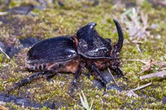 Trichogomphus simson