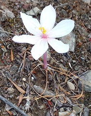 Gethyllis spiralis