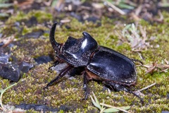 Trichogomphus simson