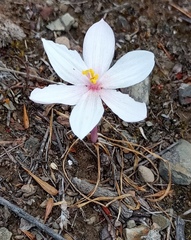 Gethyllis spiralis
