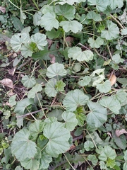 Malva pusilla