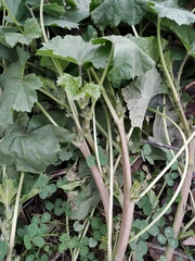 Malva pusilla