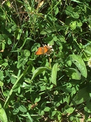 Lycaena 'canterbury common copper'
