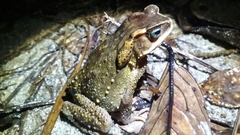 Ingerophrynus celebensis