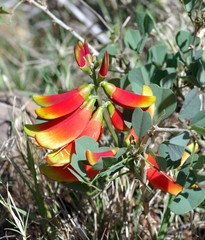 Erythrina acanthocarpa