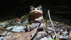 Ingerophrynus celebensis