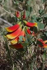 Erythrina acanthocarpa