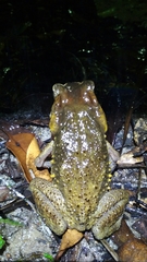 Ingerophrynus celebensis