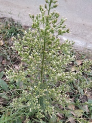 Erigeron canadensis