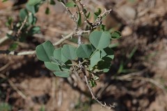 Erythrina acanthocarpa