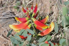 Erythrina acanthocarpa