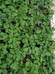 Aegopodium podagraria