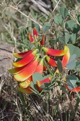 Erythrina acanthocarpa