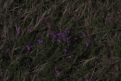 Glandularia aristigera