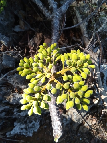 Delonix velutina image